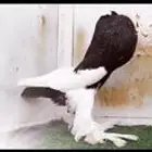 نفاخات مسوبعه top