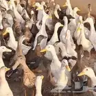 بط بكيني وبري لآحم للذبح