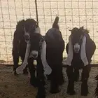 تيوس عارضيه ثلاجه