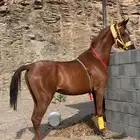 حصان كفوو للبيع