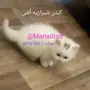 قطوه شيرازيه صغيره للبيع 