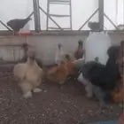 دجاج يوهان براهما قطنى