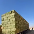 برسيم صافي جندير شد ممتاز ميقوع الجوف موجود كوم وبالسيارة