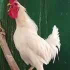 ديك عربي تاج و7 دجاج