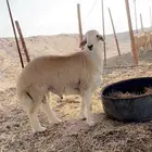 ضحايا سواكن و حريه وتيوس نضمن لك صحتها وشي يبيض الوجه