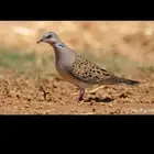قمري ..سمان