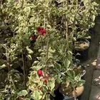 شتلات واشجار وفخار وتربه زراعيه وسماد مخفض