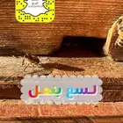 لسع نحل