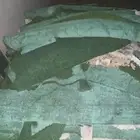 نجيلة