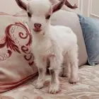 مواليد الماعز القزم
