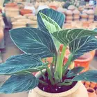 شتلات واشجار مثمره ومزهره. وورد موسمي باسعار مخفضه