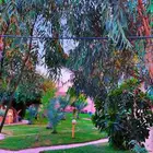 منتجع ومزرعه عبق البيلسان