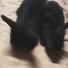 ارانب انقورا هولند لوب زينه