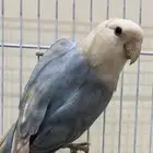 ذكر روز