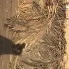 جريد - عسيب للبيع