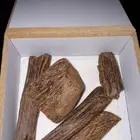 عود موروكي طبيعي محسن شي يبيض الوجه