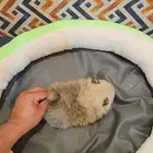 كلاب بومرينيان تي كب Pomeranian Puppy