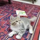 قطة صغيرة كتن .