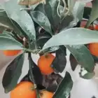 حرباء متوفر تمارا