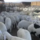ضحيى عمر 7 شهور 8 شهور ظهر فل وطرف