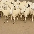 رخال سمان