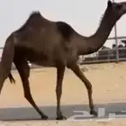 مجهم حقه تلقي سهيل الجاي وسليمه العذاريب