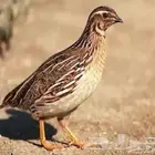 سمان حي