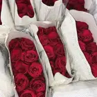 ورد احمر بسعر الجملة