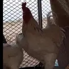 للبيع ديك براهما