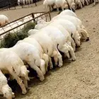 ذبائح حريات مع السلخ والتوصيل