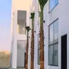 نخل جميع انواعه وجميع مقاساته مثمر وزينه