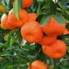 شتلات يوسف أفندي 15ريال