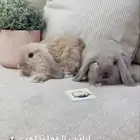 ارانب الهندلوب متوفر تمارا