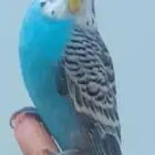 طير بادجي ذكر العمر سنه وست شهور غير اليف
