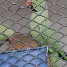 ذكر درة هندي مفقود