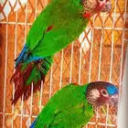 جوز من نوادر الكنيور بانتد كنيور