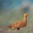 طيور قطا للبيع