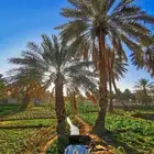 مطلوب مزرعه بالأجل