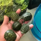 سلحفاه برمائيه