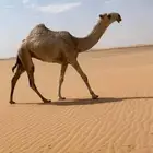 ابل للبيع