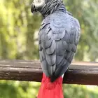 زوج كاسكو اليف متكلم منتج