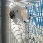 كوكاتو امبريلا