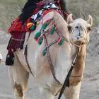 موجود عمانيه خلفه