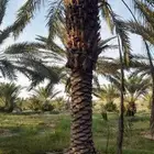 ابحث عن عمل شهري في أي مجال زراعي أو غيره