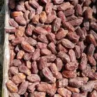 تمور بجميع انواعها وكميات كبيره