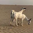معزا بيشيه صنف الصنف