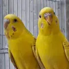 اجواز حب كلها من انتاجي ومنتجه شرط