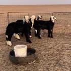 للبيع خرفان نجد العدد 4