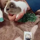 كابياء متوفر تمارا