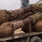 تنسيق حدائق زراعه جميع انواع النخيل وزرعه الطبيعي و الصناعي